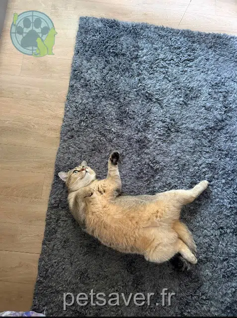 chatte reunited   44400 Rezé Princesse