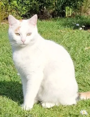 Chatte Perdue 44 Loire-Atlantique - Riska Chatte Perdue 44 Loire-Atlantique - Riska