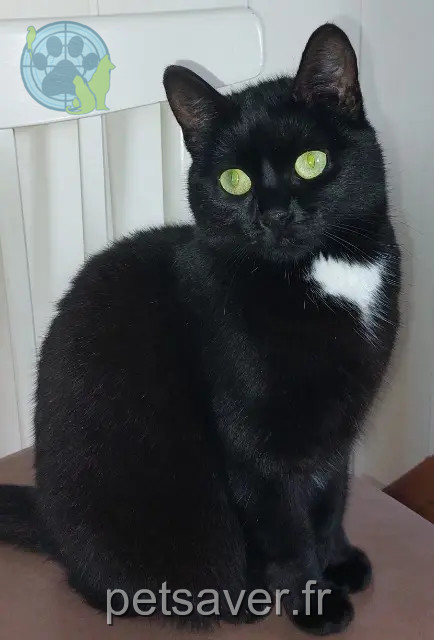 chatte reunited 44350 Guérande RUBIS