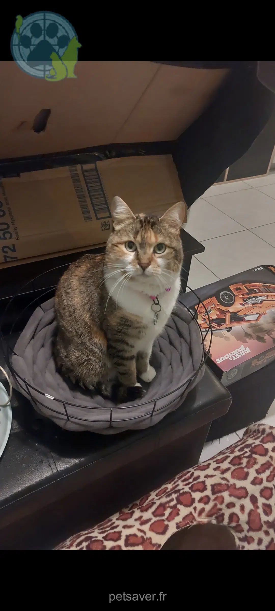 chatte reunited   44600 Saint-Nazaire Rukya