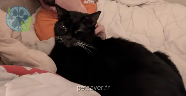 chatte reunited 44410 Herbignac Ruti
