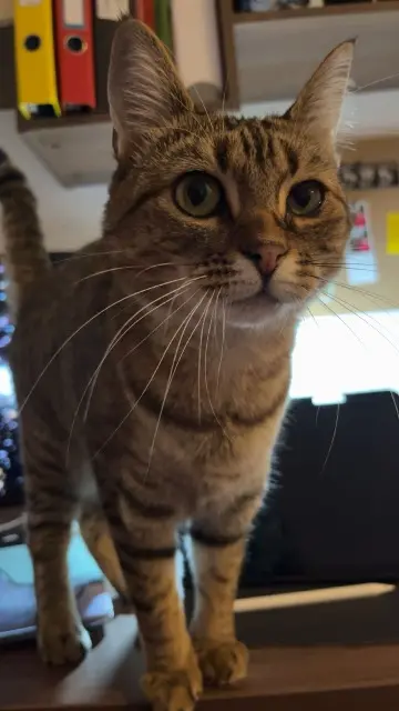 chatte reunited   44800 Saint-Herblain Sally