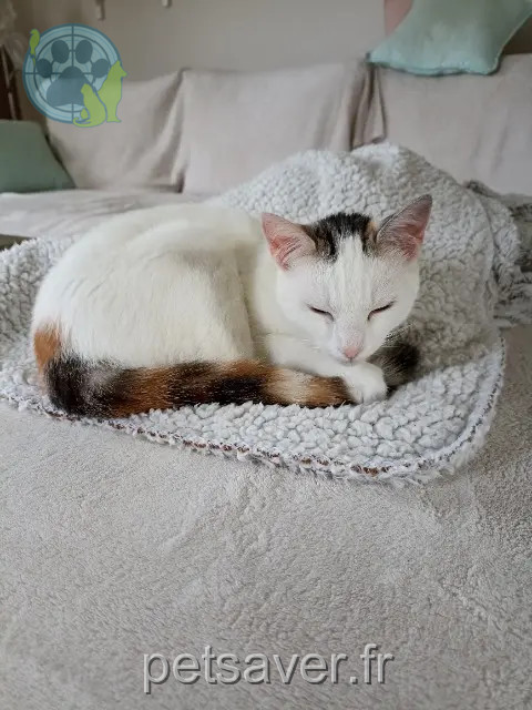 chatte reunited 44980 Sainte-Luce-sur-Loire Satine