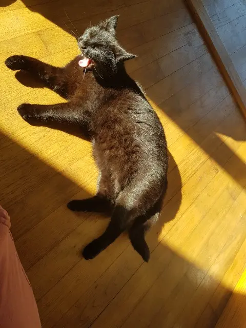 chatte reunited   44140 La Planche Scotch,  appelée minouche