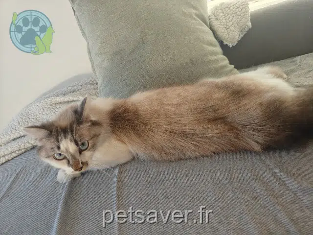 chatte reunited 44340 Bouguenais Simone