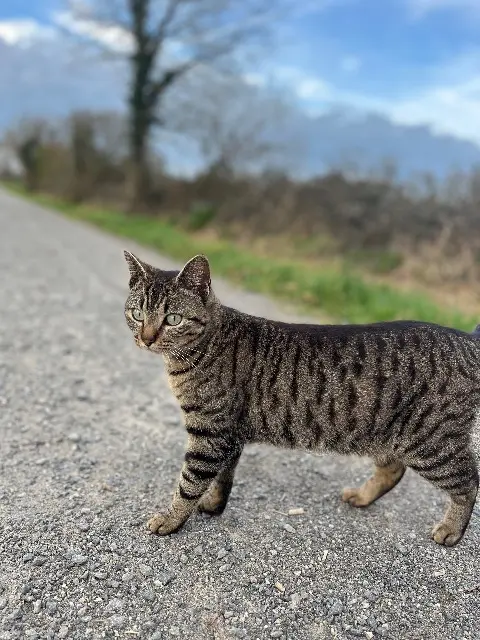 chatte reunited   44160 Sainte-Reine-de-Bretagne Skaï
