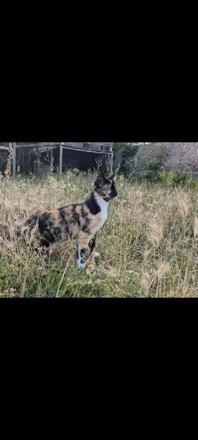 chatte reunited   44400 Rezé Swana