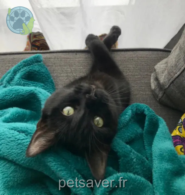 chatte reunited 44700 Orvault Tefnout