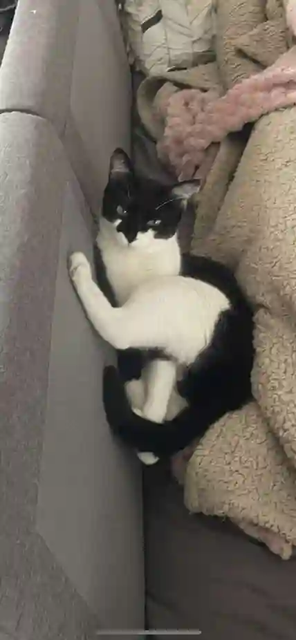 Chatte Trouvée 44 Loire-Atlantique - Tipoune Chatte Trouvée 44 Loire-Atlantique - Tipoune