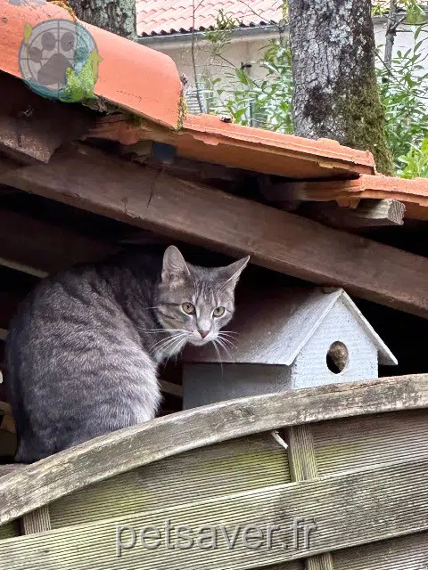 chatte reunited   44115 Basse-Goulaine Toba