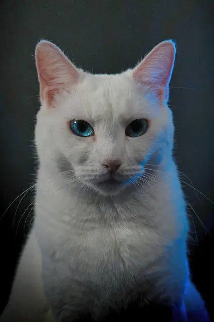 chatte reunited   44600 Saint-Nazaire Trompette