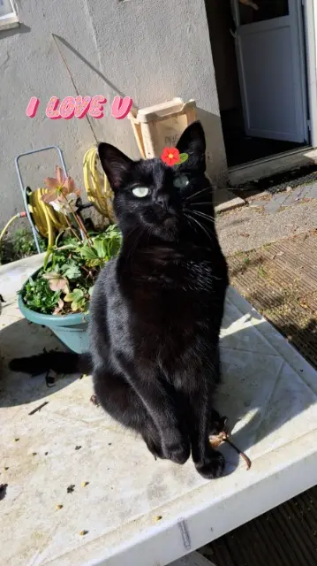 chatte reunited   44250 Saint-Brevin-les-Pins Tsukiko