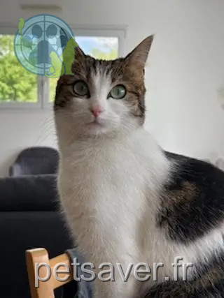 chatte reunited   44119 Treillières Tysha