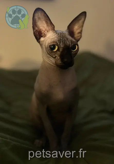 chatte reunited 44640 Saint-Jean-de-Boiseau U’truffe