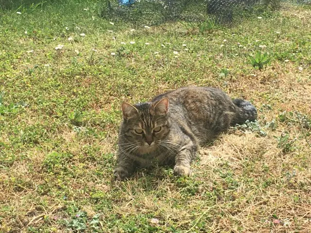 chatte reunited   44220 Couëron Vixie
