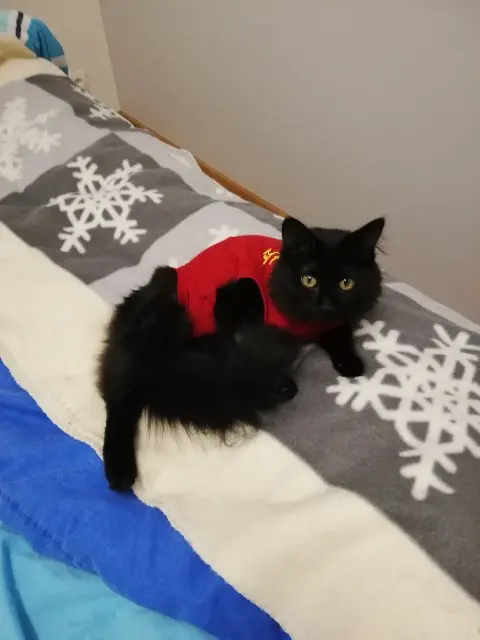 chatte reunited   44600 Saint-Nazaire Vixie