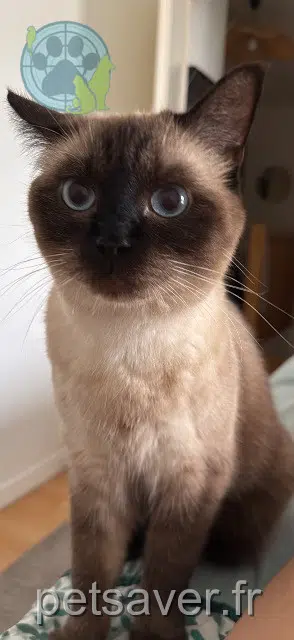 chatte reunited 44400 Rezé Volga