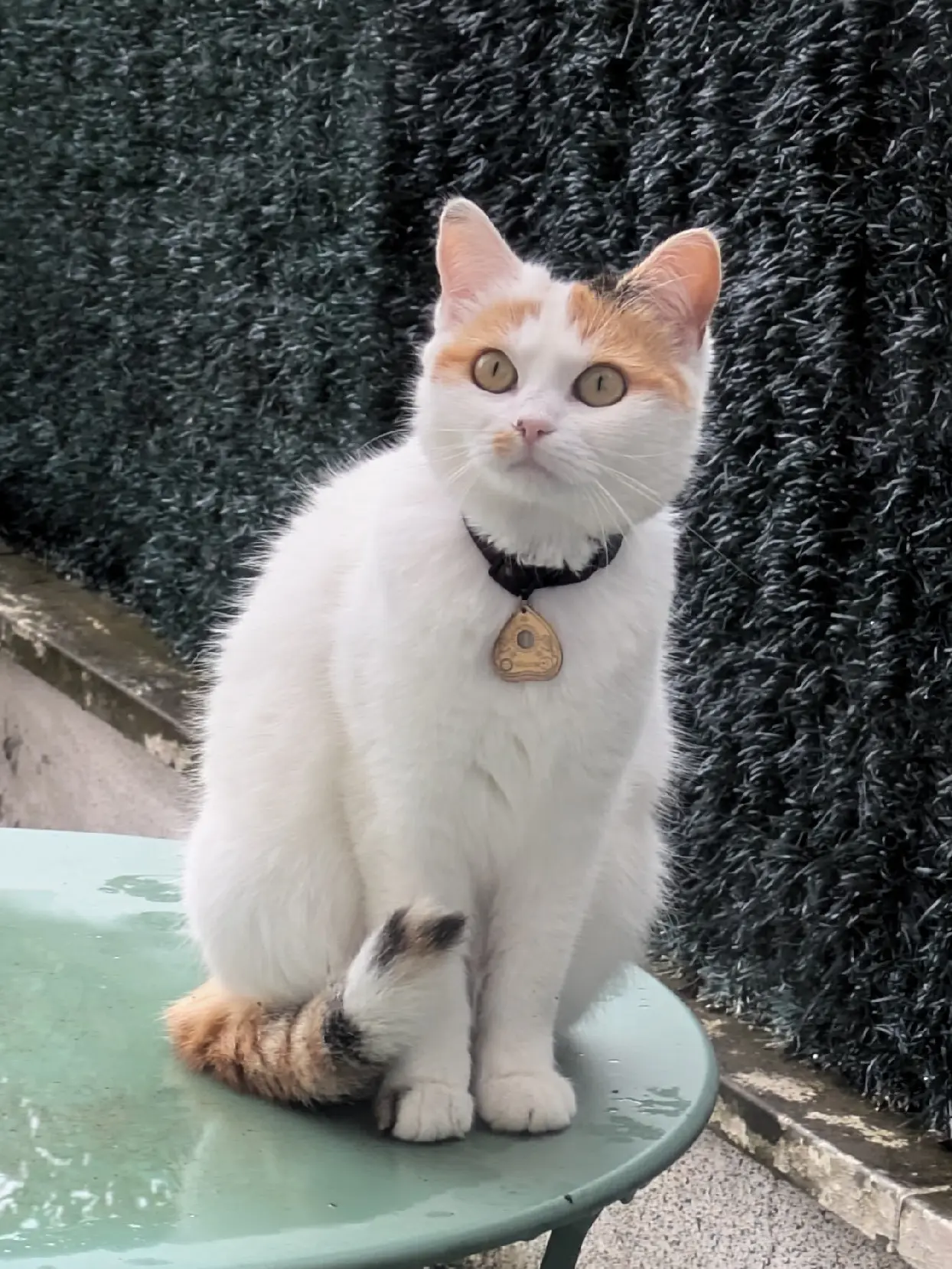 Chatte Perdue 44 Loire-Atlantique - Wicca Chatte Perdue 44 Loire-Atlantique - Wicca