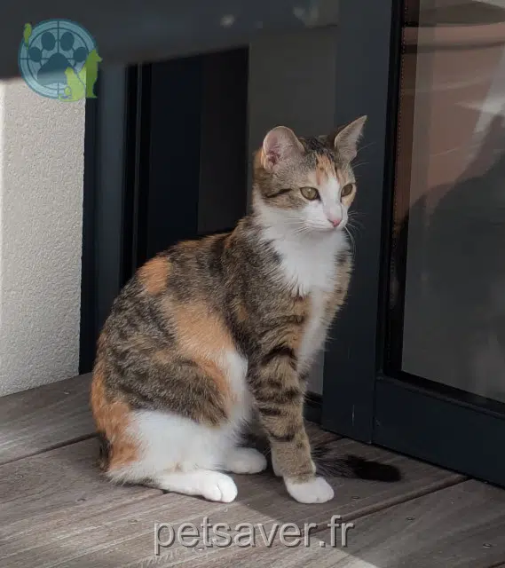chatte reunited   44120 Vertou Yumi