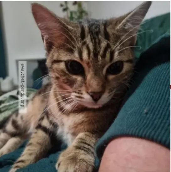 chatte reunited   44390 Nort-sur-Erdre Zeid