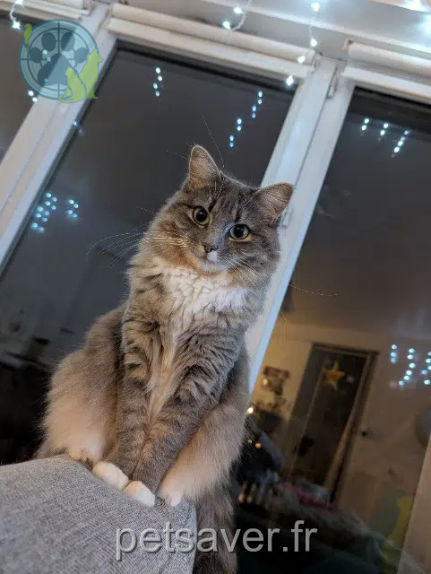 chatte reunited   44840 Les Sorinières Zelda