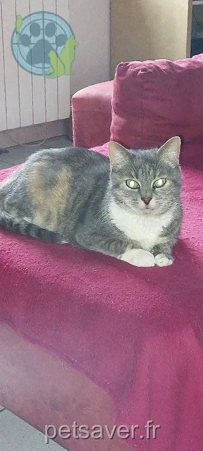 Chatte Trouvée 44 Loire-Atlantique Chatte Trouvée 44 Loire-Atlantique