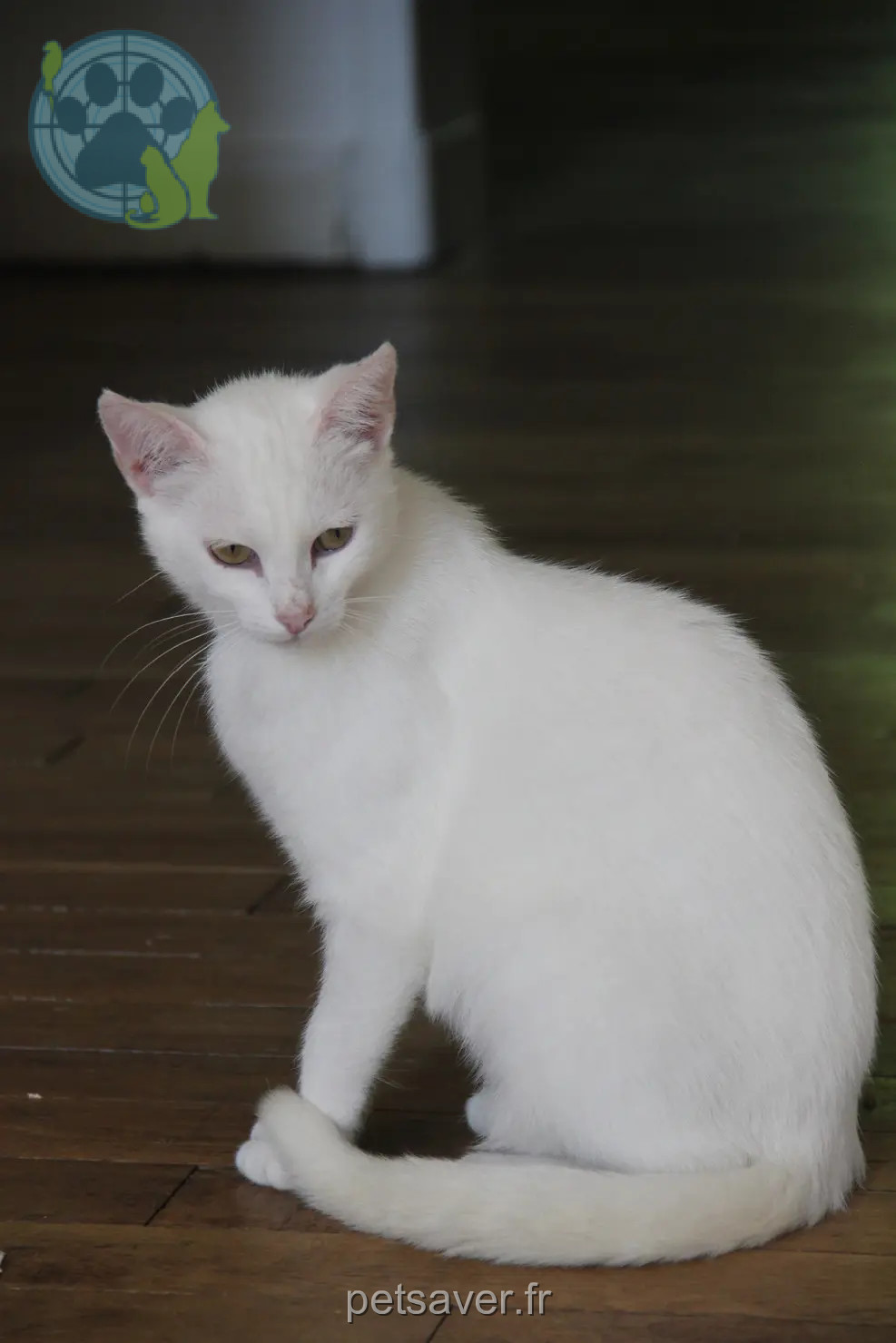 Chatte Trouvée 44 Loire-Atlantique Chatte Trouvée 44 Loire-Atlantique
