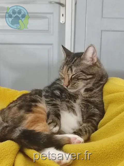chatte reunited 45700 Villemandeur Chouquette