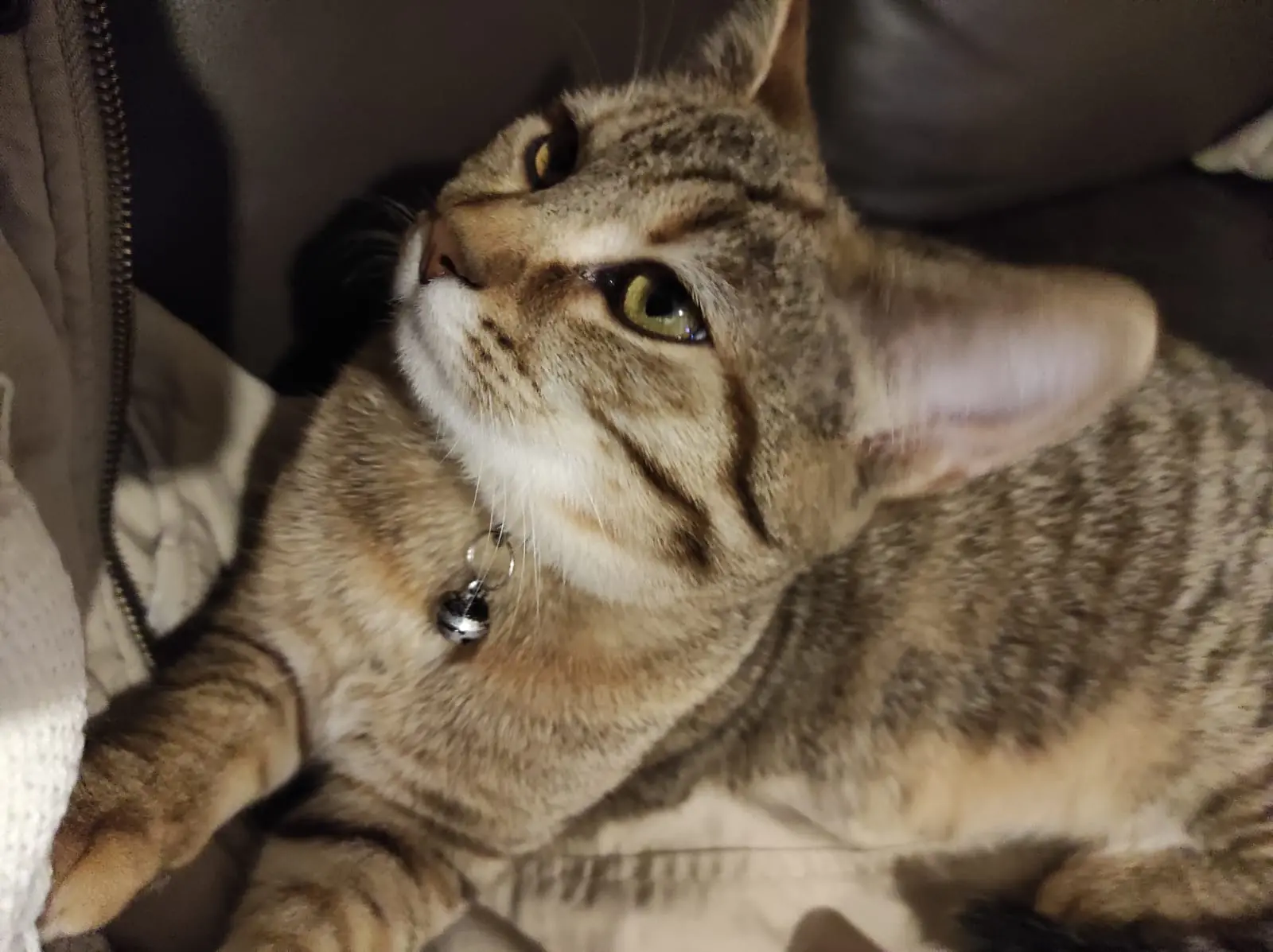 Chatte Perdue 45 Loiret Chatte Perdue 45 Loiret