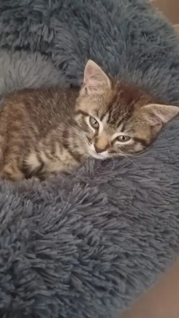 chatte reunited   45130 Meung-sur-Loire Gremlins