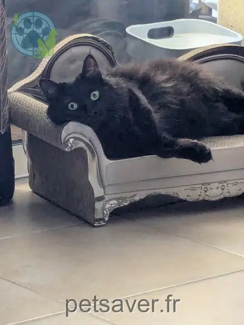 chatte reunited 45110 Châteauneuf-sur-Loire Isis