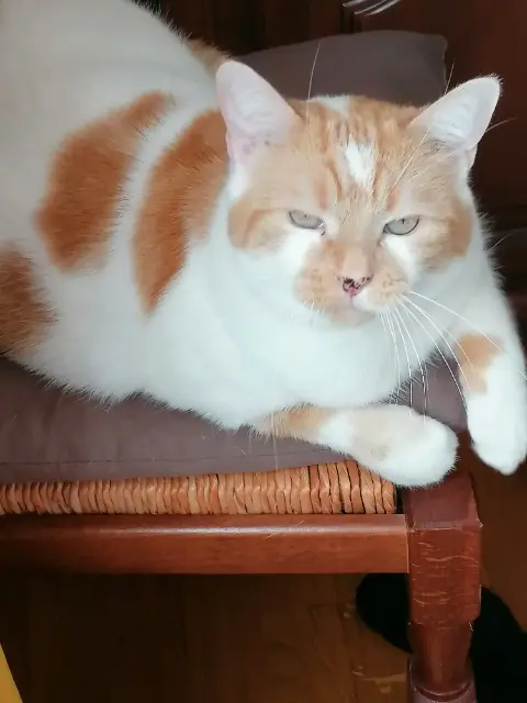 chatte reunited   45330 Le Malesherbois Pepita