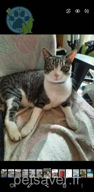 Katze reunited 45410 Artenay Mia