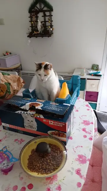 chatte reunited   45150 Jargeau Minette