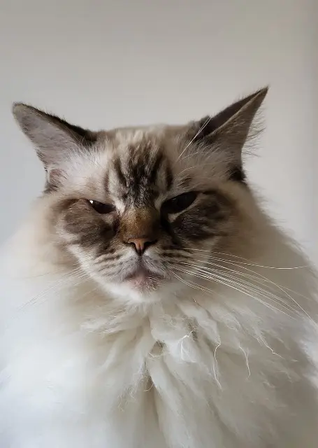 chatte reunited   45200 Montargis Myrtille