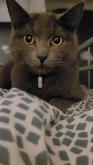 chatte reunited   45600 Viglain Nala