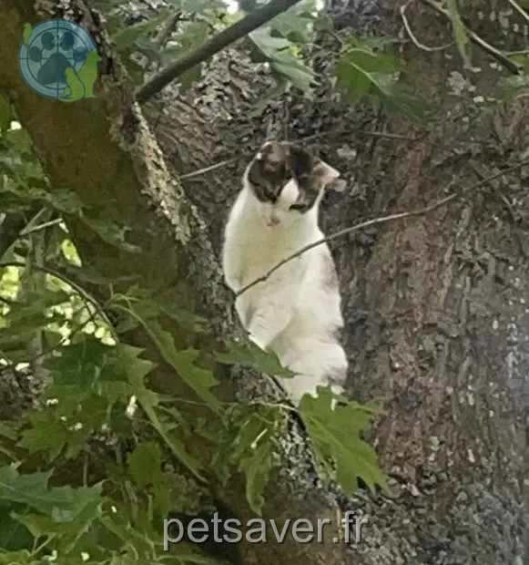 chatte reunited   45550 Saint-Denis-de-l'Hôtel Nala