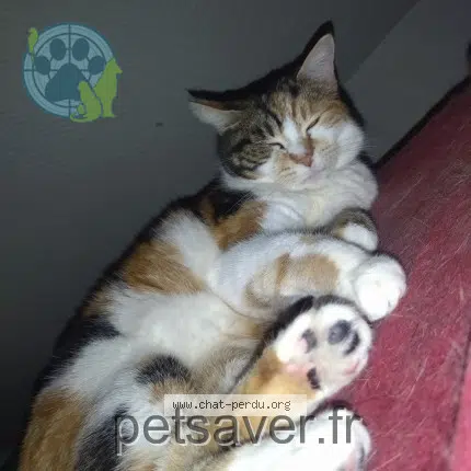 chatte reunited   45200 Montargis Nina