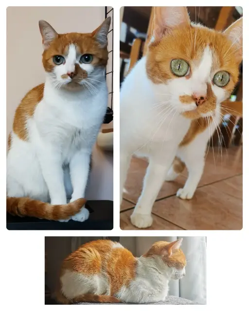 chatte reunited    Orléans Bretzel