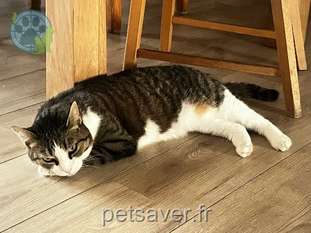 chatte reunited 45000 Orléans Mignonne