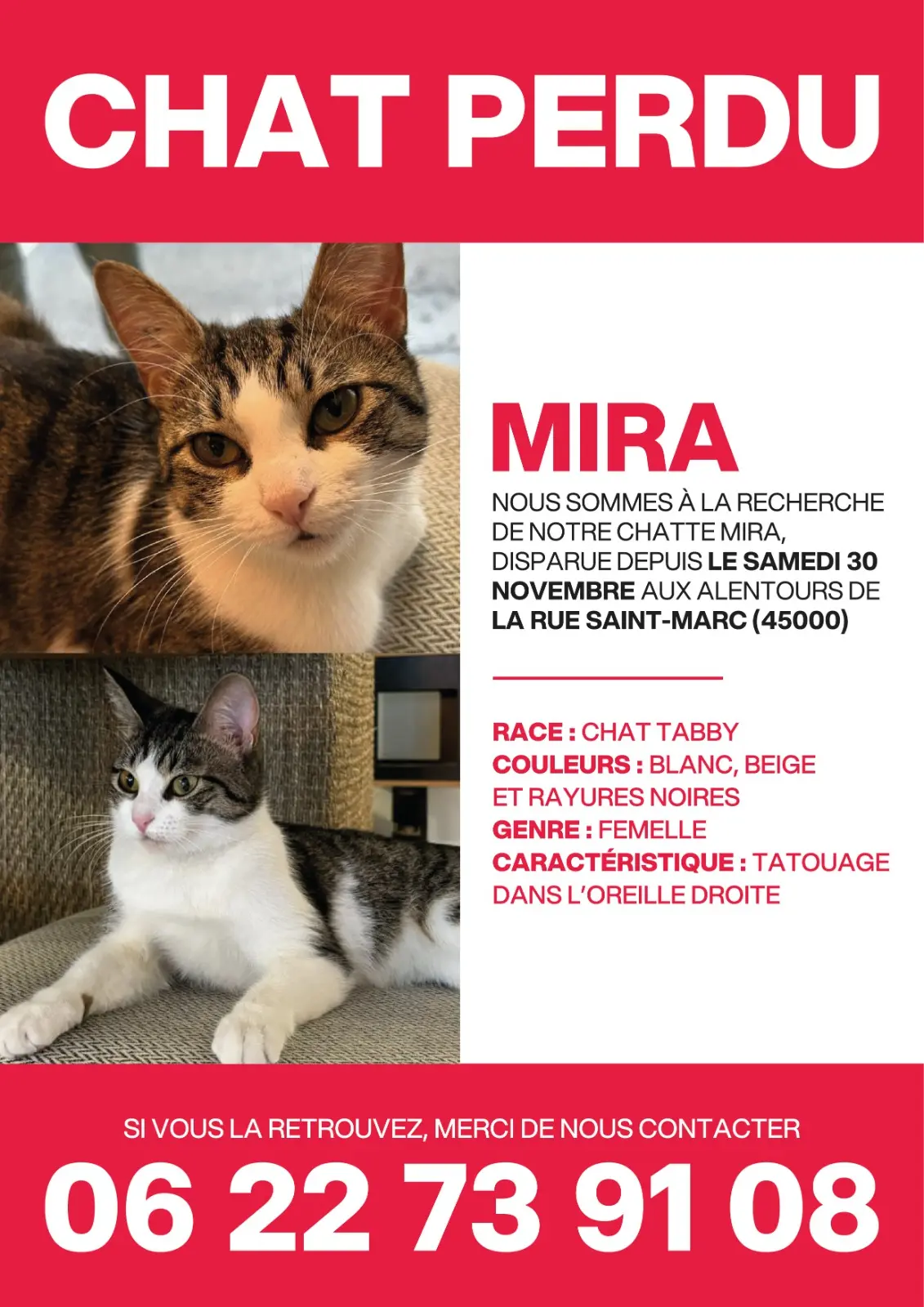 Chatte Trouvée 45 Loiret Orléans - Mirabelle Chatte Trouvée 45 Loiret Orléans - Mirabelle