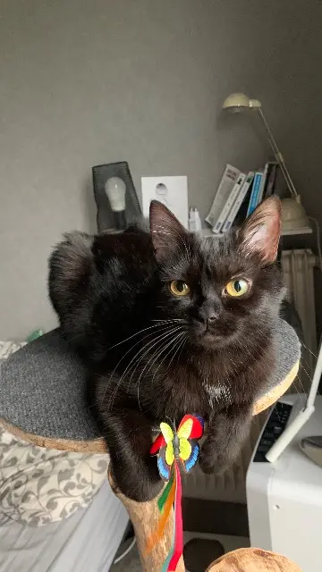 chatte reunited    Orléans Molly