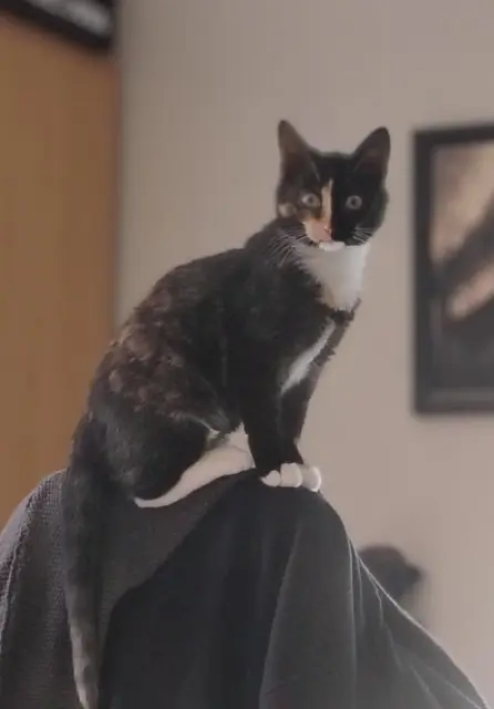 chatte reunited    Orléans Nova