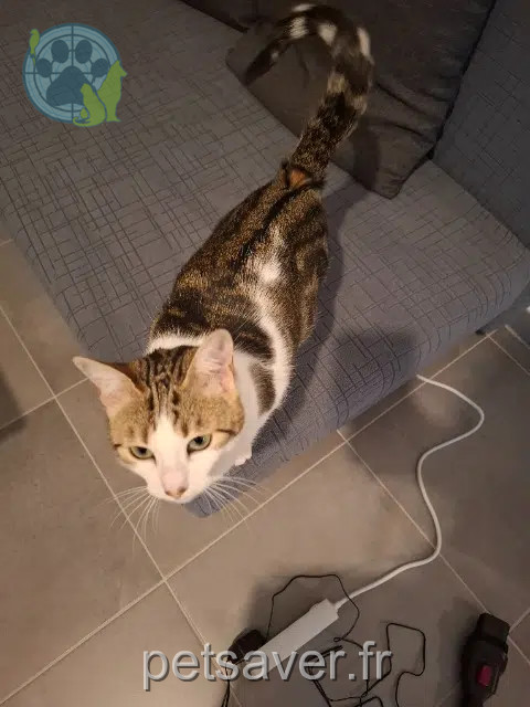 cat reunited Orléans Sky