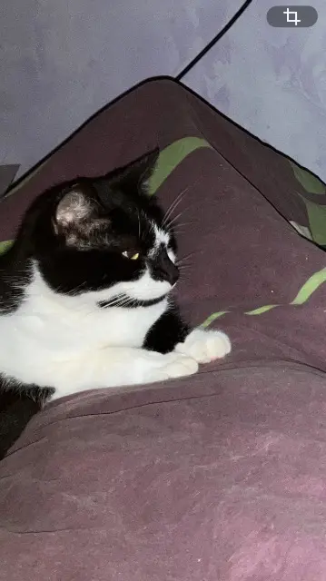 chatte reunited   45200 Amilly Pumpkin