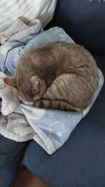 chatte reunited   45620 Isdes Sansù