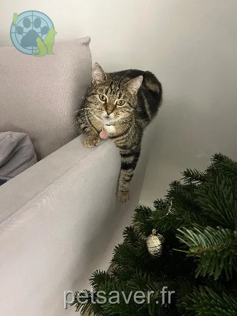 Katze reunited   45170 Saint-Lyé-la-Forêt Sissi