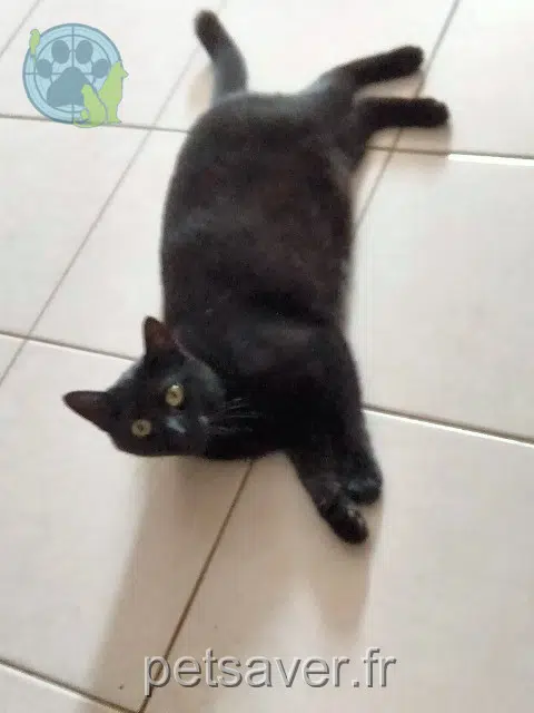 chatte reunited   45140 Ormes Tchoupette