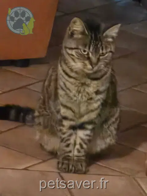 chatte reunited 45240 Ménestreau-en-Villette Tirana