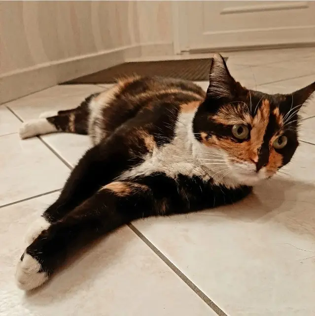 chatte reunited   45380 La Chapelle-Saint-Mesmin Titine